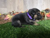 Joy, a female German Shepherd Dog for sale in South Whitley, IN – 4 of 6