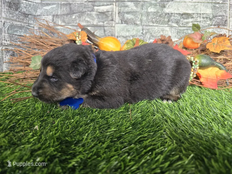 Smokey – German Shepherd Dog puppy for sale in South Whitley, IN