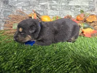 Smokey, a male German Shepherd Dog for sale in South Whitley, IN – 1 of 3