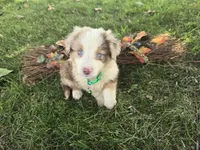 Delani, a male Toy Australian Shepherd for sale in South Whitley, IN – 2 of 4