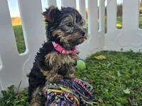 Bella, a female Yorkshire Terrier for sale in South Whitley, IN – 5 of 6