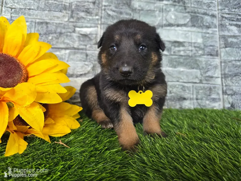 Hope – German Shepherd Dog puppy for sale in South Whitley, IN