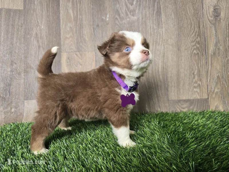 Mia – Miniature Australian Shepherd puppy for sale in South Whitley, IN