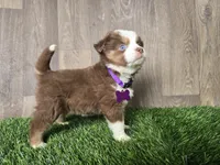 Mia, a female Miniature Australian Shepherd for sale in South Whitley, IN – 1 of 2