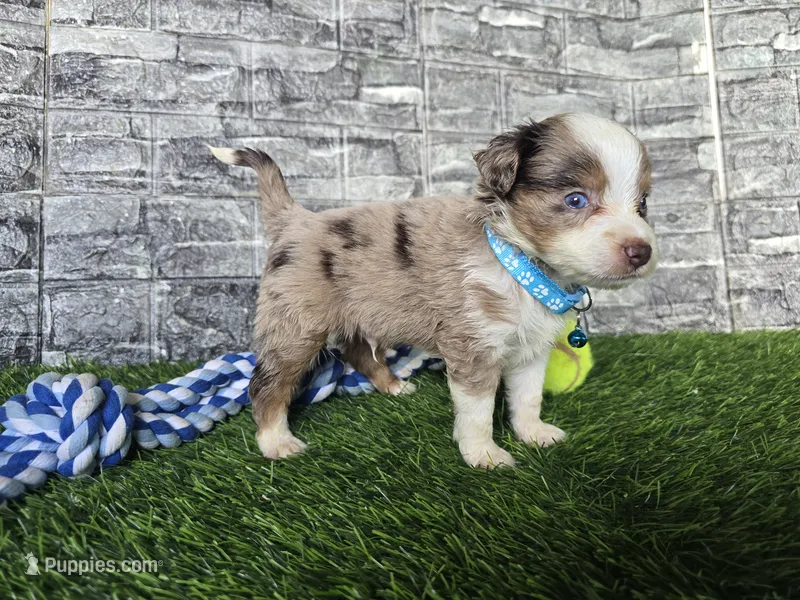 Benson  – Toy Australian Shepherd puppy for sale in South Whitley, IN