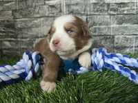 Koda, a male Australian Shepherd for sale in South Whitley, IN – 2 of 2