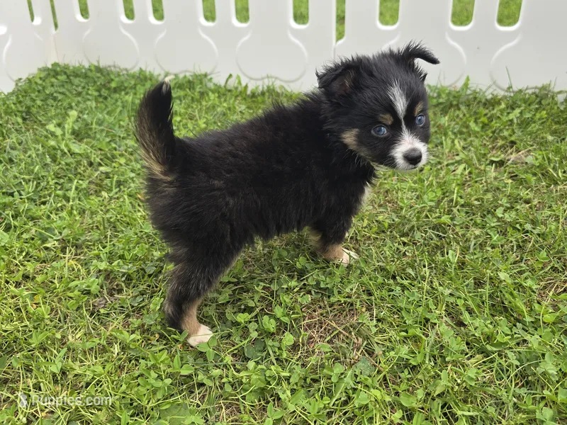 Charlie  – Toy Australian Shepherd puppy for sale in South Whitley, IN
