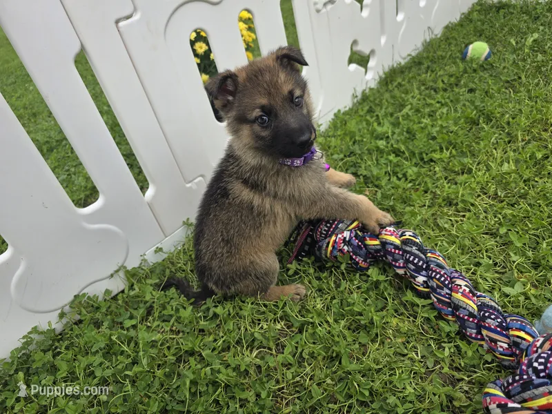 Misty – German Shepherd Dog puppy for sale in South Whitley, IN