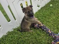 Misty, a female German Shepherd Dog for sale in South Whitley, IN – 1 of 3