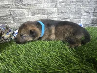 Miles, a male German Shepherd Dog for sale in South Whitley, IN – 2 of 4