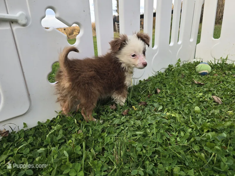 Daisy  – Toy Australian Shepherd puppy for sale in South Whitley, IN