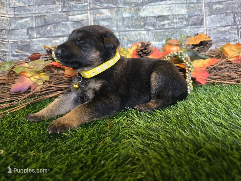 Hope – German Shepherd Dog puppy for sale in South Whitley, IN