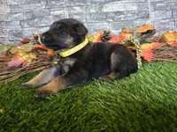 Hope, a female German Shepherd Dog for sale in South Whitley, IN – 1 of 5