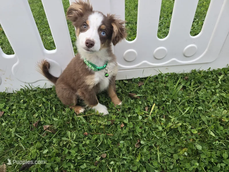 Buddy – Toy Australian Shepherd puppy for sale in South Whitley, IN