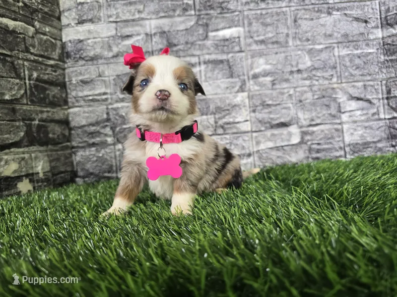 Beauty  – Australian Shepherd puppy for sale in South Whitley, IN