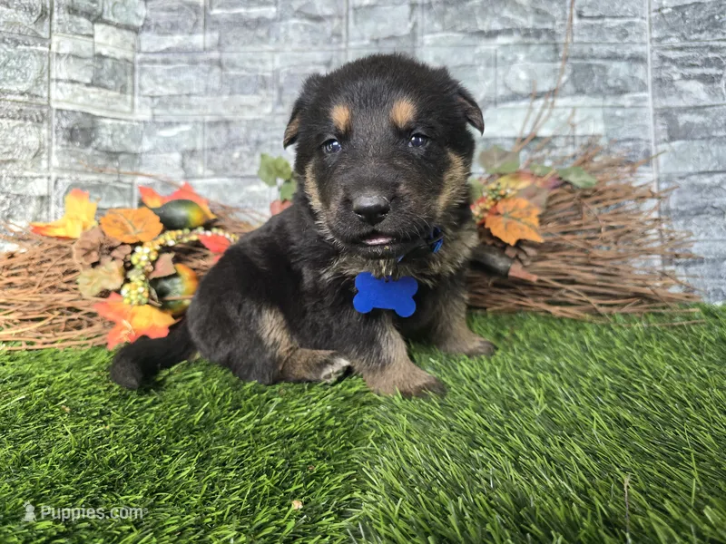 Smokey – German Shepherd Dog puppy for sale in South Whitley, IN