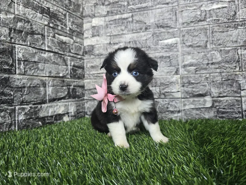 Bella – Miniature Australian Shepherd puppy for sale in South Whitley, IN