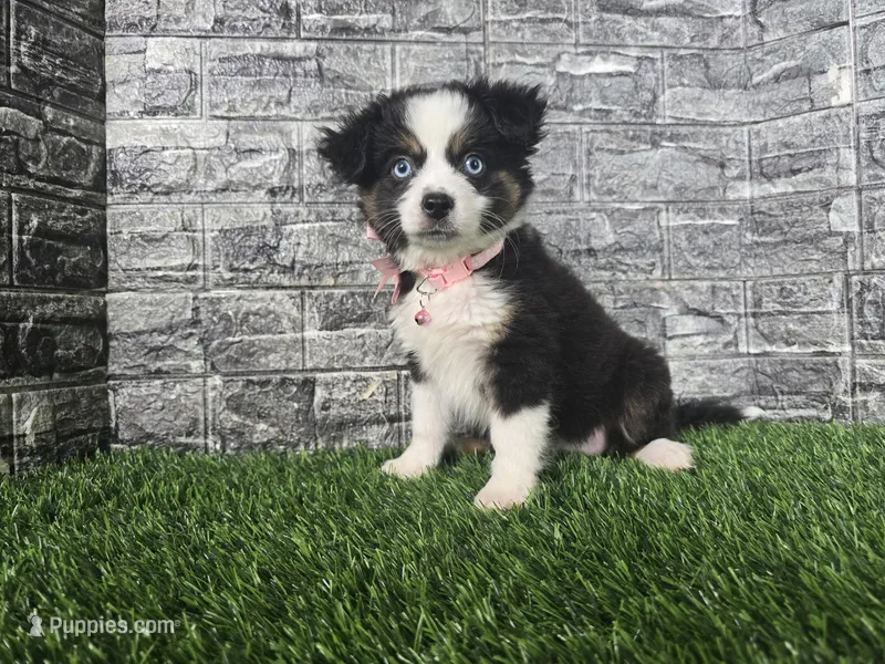 Chole  – Miniature Australian Shepherd puppy for sale in South Whitley, IN
