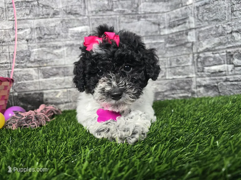 Bella – Poodle - Toy , Miniature Aussiedoodle puppy for sale in South Whitley, IN