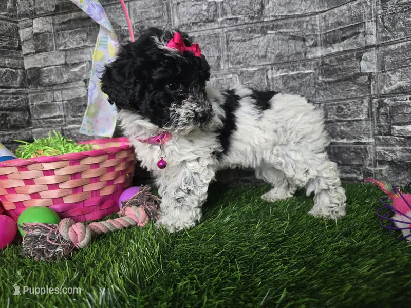 Bella – Poodle - Toy , Miniature Aussiedoodle puppy for sale in South Whitley, IN
