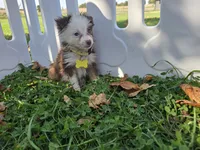 Daisy , a female Toy Australian Shepherd for sale in South Whitley, IN – 2 of 6