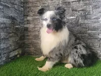 Lil Blue, a male Toy Australian Shepherd for sale in South Whitley, IN – 4 of 6