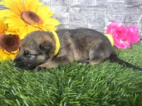 Miley, a female German Shepherd Dog for sale in South Whitley, IN – 4 of 6