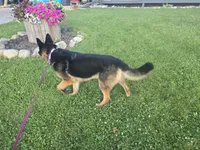 Queen , a female German Shepherd Dog for sale in South Whitley, IN – 3 of 3