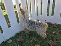 Rascal, a male Yorkshire Terrier for sale in South Whitley, IN – 4 of 5