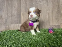 Mia, a female Miniature Australian Shepherd for sale in South Whitley, IN – 2 of 2