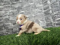 Bailey , a female Miniature Australian Shepherd for sale in South Whitley, IN – 3 of 6