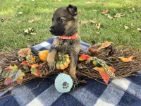 Max, a male German Shepherd Dog for sale in South Whitley, IN – 3 of 5