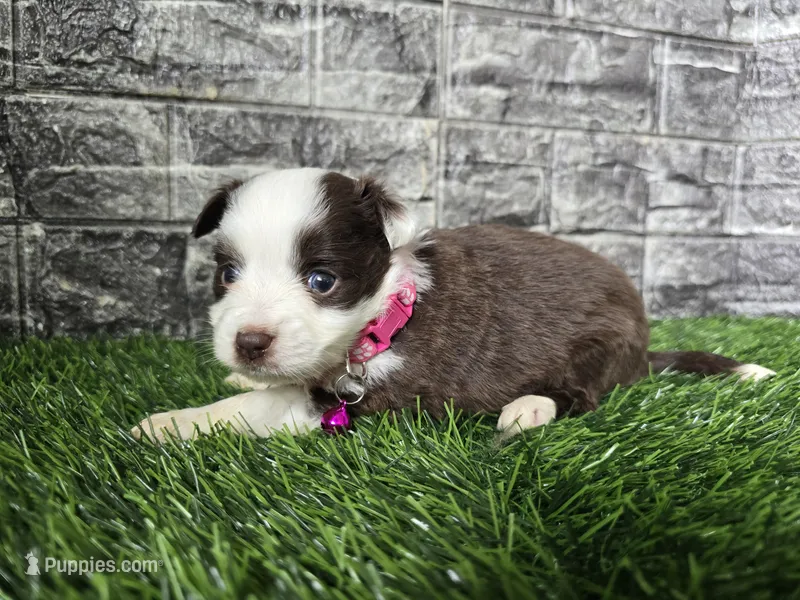 Sugar – Toy Australian Shepherd puppy for sale in South Whitley, IN