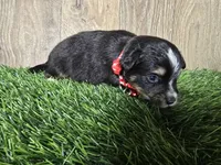 Charlie , a male Toy Australian Shepherd for sale in South Whitley, IN – 2 of 4