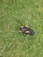 Chole , a female German Shepherd Dog for sale in South Whitley, IN – Photo 3 of 6