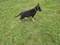 Chole , a female German Shepherd Dog for sale in South Whitley, IN – Photo 5 of 6