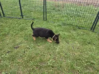 Chole , a female German Shepherd Dog for sale in South Whitley, IN – Photo 4 of 6