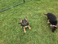 Chole , a female German Shepherd Dog for sale in South Whitley, IN – Photo 1 of 6