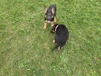 Chole , a female German Shepherd Dog for sale in South Whitley, IN – Photo 2 of 6
