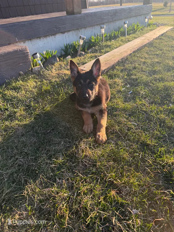 Chole  – German Shepherd Dog puppy for sale in South Whitley, IN