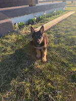 Chole , a female German Shepherd Dog for sale in South Whitley, IN – Photo 6 of 6