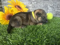 Miley, a female German Shepherd Dog for sale in South Whitley, IN – 2 of 6