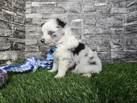 Jasper, a male Toy Australian Shepherd for sale in South Whitley, IN – 5 of 10