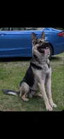 Miles, a male German Shepherd Dog for sale in South Whitley, IN – 3 of 4