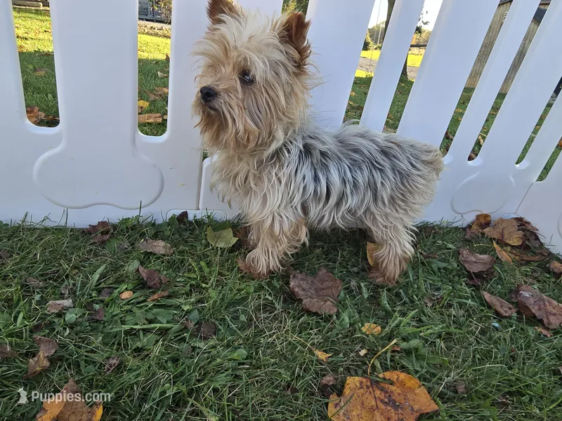 Rascal – Yorkshire Terrier puppy for sale in South Whitley, IN
