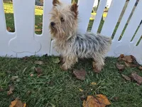 Rascal, a male Yorkshire Terrier for sale in South Whitley, IN – 1 of 5