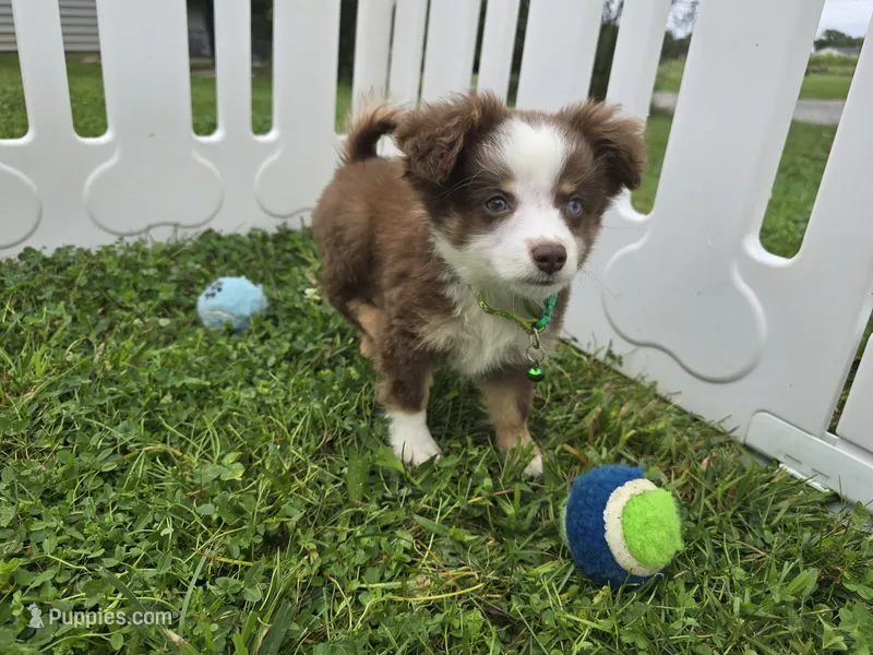 Buddy – Toy Australian Shepherd puppy for sale in South Whitley, IN