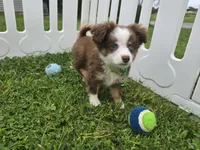 Buddy, a male Toy Australian Shepherd for sale in South Whitley, IN – 1 of 7