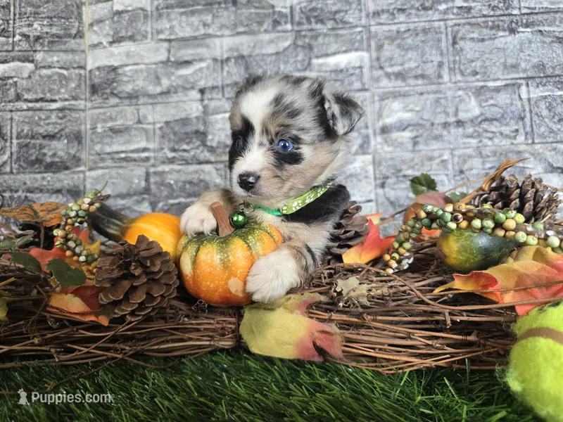 Chase – Toy Australian Shepherd puppy for sale in South Whitley, IN