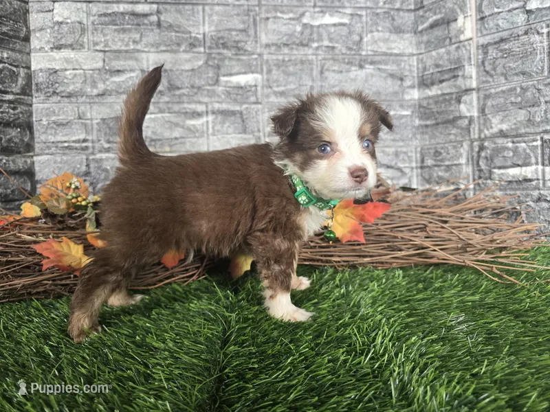 Buddy – Toy Australian Shepherd puppy for sale in South Whitley, IN